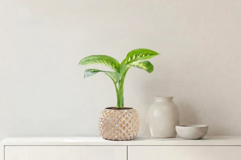  Dieffenbachia plant in a Brown ceramic pot