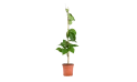 طربوش 