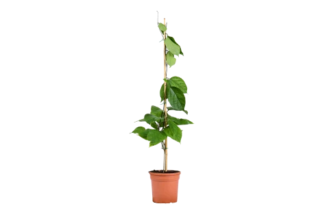 طربوش 