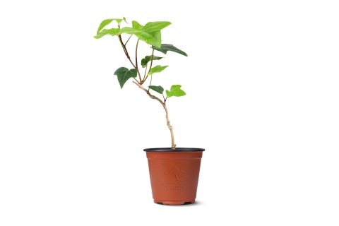 نبتة هيديرا