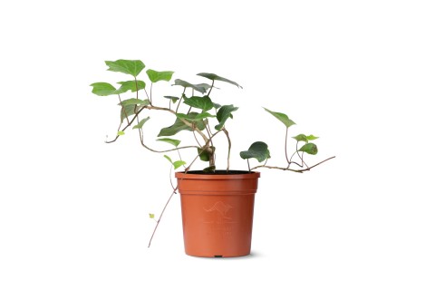 نبتة هيديرا