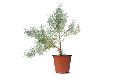 نبتة القيصوم