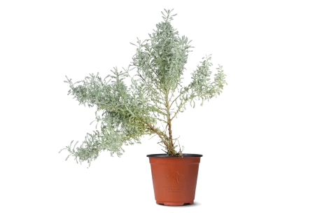 Santolina Tomentosa Plant