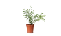 كارمونا ميكروفيلا ( شجرة الشاي)