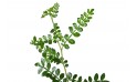 كارمونا ميكروفيلا ( شجرة الشاي)