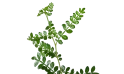 كارمونا ميكروفيلا ( شجرة الشاي)