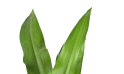 نبتة كرينم (زنبق العنكبوت)