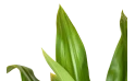 نبتة كرينم (زنبق العنكبوت)