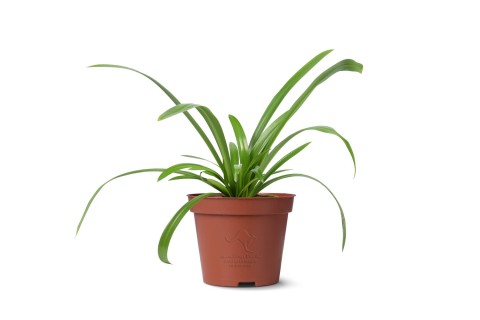 (نبتة هيمينوكالس (زنبق العنكبوت الشاطئي