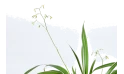 نبتة ليريوب (ليلي تيرف)