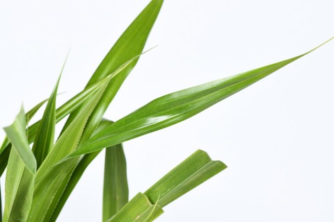 (باندانوس فيتشي (الصنوبر الحلزوني