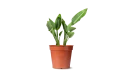 Strelitzia Reginae (bird Of Paradise)