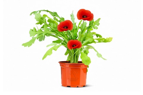 نبتة الديدحان (الخشخاش المنثور)