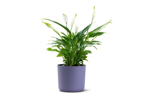  نبتة سباثيفيلوم بيليني (زنبق السلام) مزروعة في حوض بلاستيك