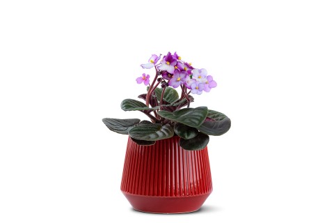 نبات البنفسج الإفريقي ( سينتبوليا ) مزروعة في حوض سيراميك