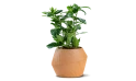 جاردينيا ياسمينويدس مزروعة في حوض سيراميك