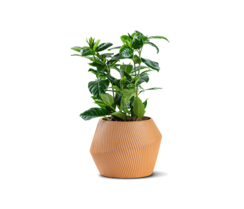 جاردينيا ياسمينويدس مزروعة في حوض سيراميك