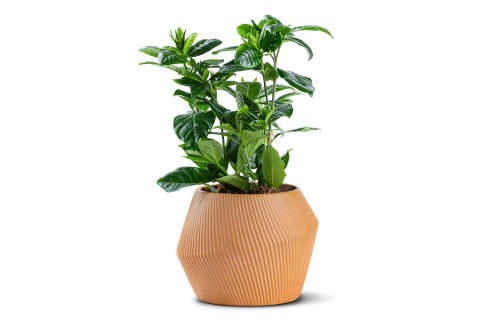 جاردينيا ياسمينويدس مزروعة في حوض سيراميك