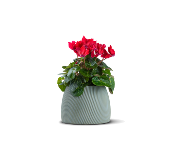 نبتة سيكلامين مزروعة في حوض سيراميك