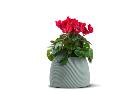 Cyclamen plant Planted In A Ceramic Pot