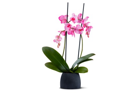 اوركيد (فالاينوبسيس ) مزروعة في حوض سيراميك