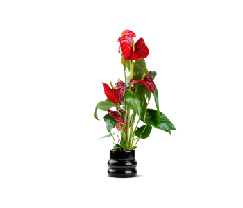 أنتوريوم أحمر مزروعة في حوض سيراميك