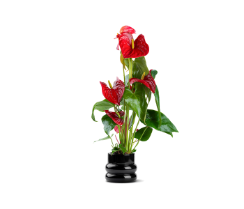 أنتوريوم أحمر مزروعة في حوض سيراميك