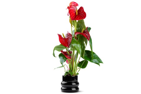 أنتوريوم أحمر مزروعة في حوض سيراميك