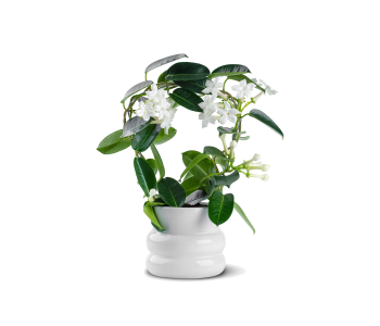  ستيفانوتيس فلوريبوندا مزروعة في حوض سيراميك