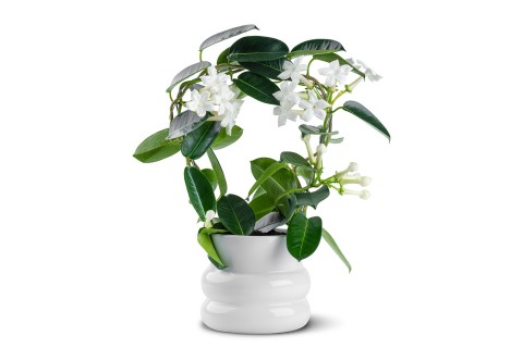  ستيفانوتيس فلوريبوندا مزروعة في حوض سيراميك