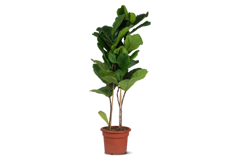  Ficus Lyrata