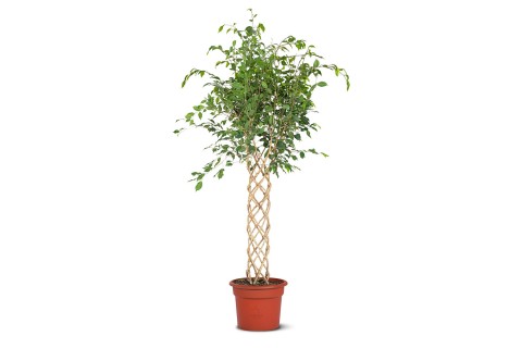 نبتة فيكس بنجامينا مجدول – 4 بوصة