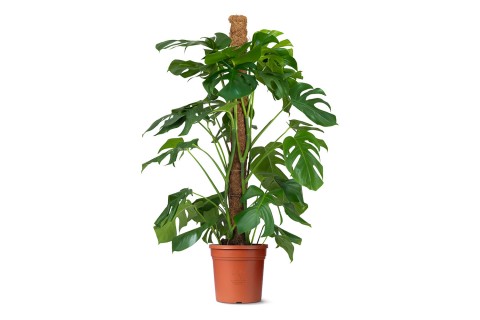 نبتة مونستيرا