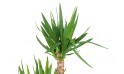   نبات اليوكا - صغير 