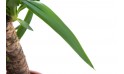   نبات اليوكا - صغير 