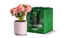 Begonia Plant Planted In A Ceramic Pot - Ramadan Gift