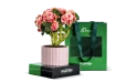 Begonia Plant Planted In A Ceramic Pot - Ramadan Gift