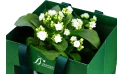  Kalanchoe Potted In A Ceramic Pot - Ramadan Gift 