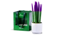 Sansevieria Planted In A Ceramic Pot - Ramadan Gift