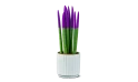 Sansevieria Planted In A Ceramic Pot - Ramadan Gift