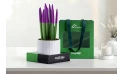 Sansevieria Planted In A Ceramic Pot - Ramadan Gift