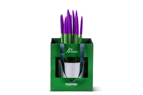 نبتة سنسفيريا  مزروعة في حوض سيراميك - هدية رمضان 