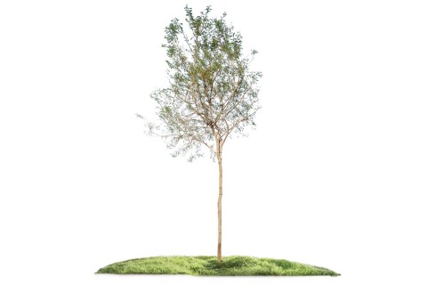 أكاسيا فارنسيانا - طلح الفتنة