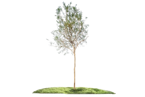 Acacia Farnesiana (Talh Al-Fitan)