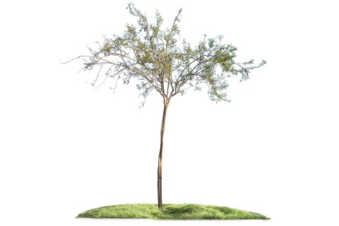 أكاسيا فارنسيانا - شجرة الفتنة