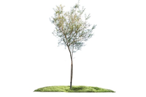 أكاسيا فارنسيانا - شجرة العنبر