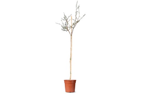 نبتة الأكاسيا جيراردي (شجرة الطلح النجدي)