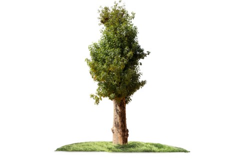 شجرة الأدنسونيا (البوباب/التبلدي)