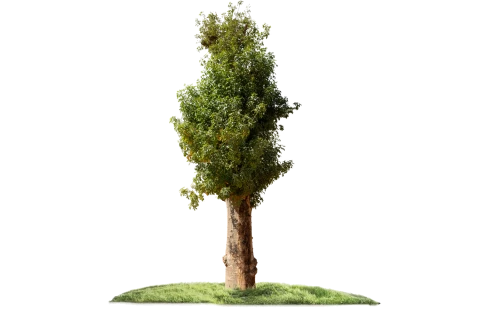 شجرة الأدنسونيا (البوباب/التبلدي)