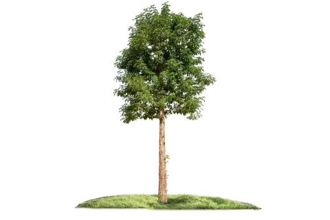 شجرة الأدنسونيا (التبلدي)
